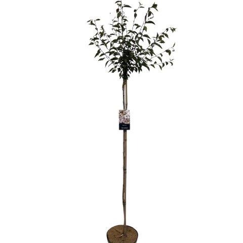 Picture of Prunus The Bride P29 (10 Ltr) 150/STD