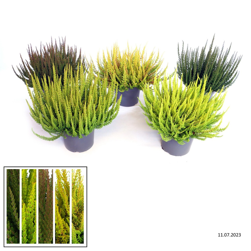 Picture of Calluna vulgaris Beauty Ladies Skyline® Mix KW28-KW38 P17