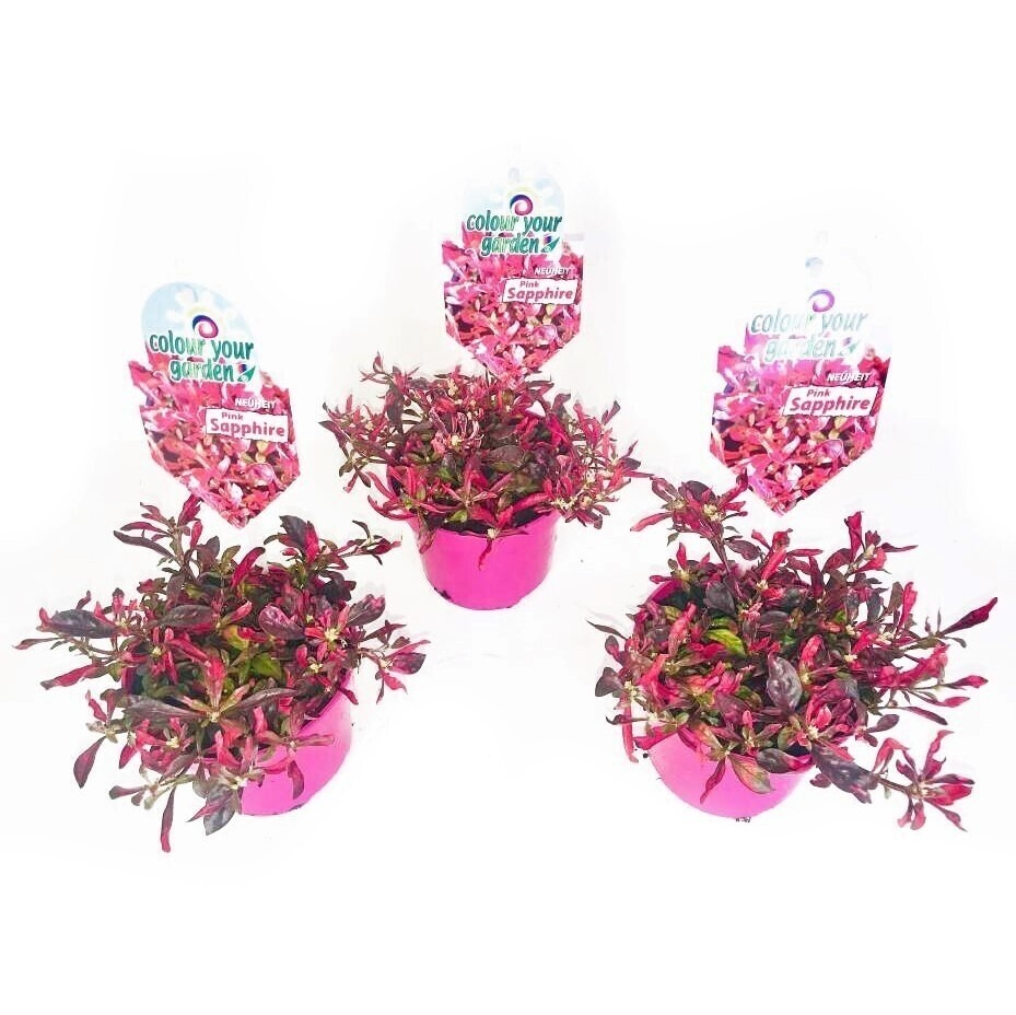 Obrazek Alternanthera dentata Pink Saphire with label P13 30-CM