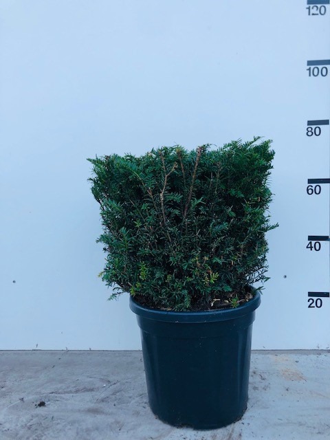 Picture of Taxus Baccata P36 (20 Ltr) 40X40X40-CM-CUBE