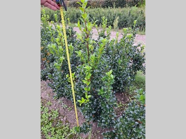 Picture of Ilex meserveae Heckenfee ROOTBALL 80/100CM