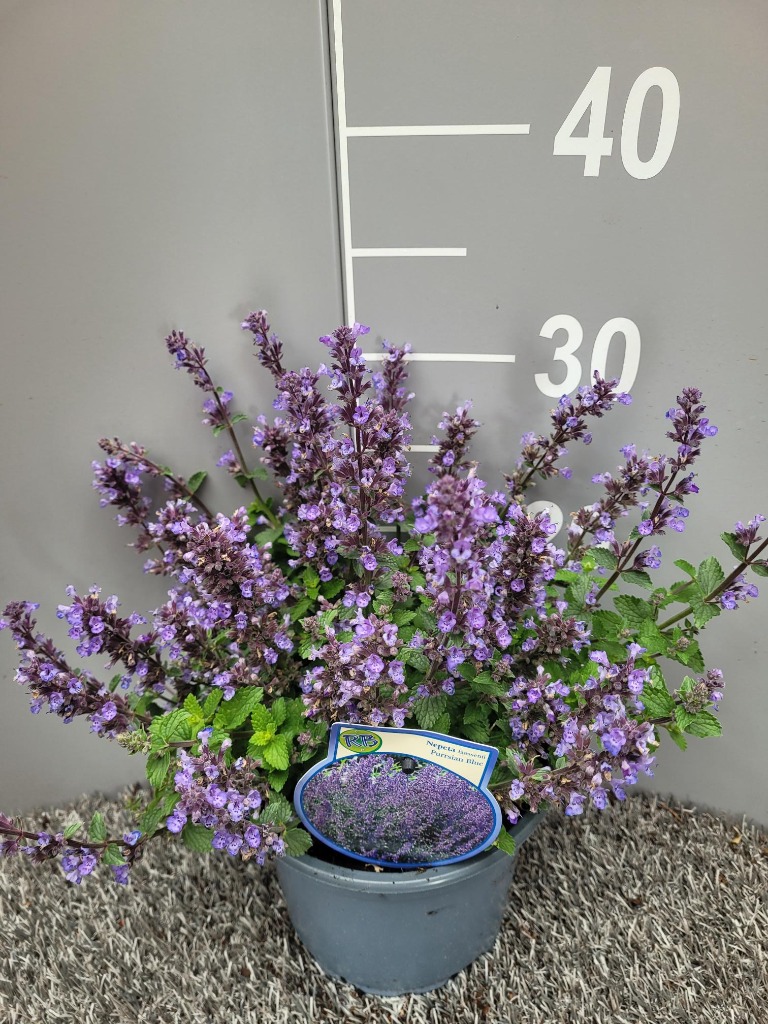 Obrázek Nepeta faassenii Purrsian Blue P17 (2 Ltr)