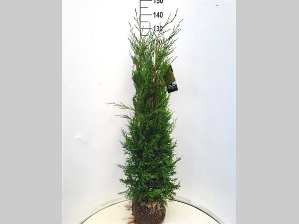 Picture of Cupressocyparis leylandii 2001 ROOTBALL 125/150CM