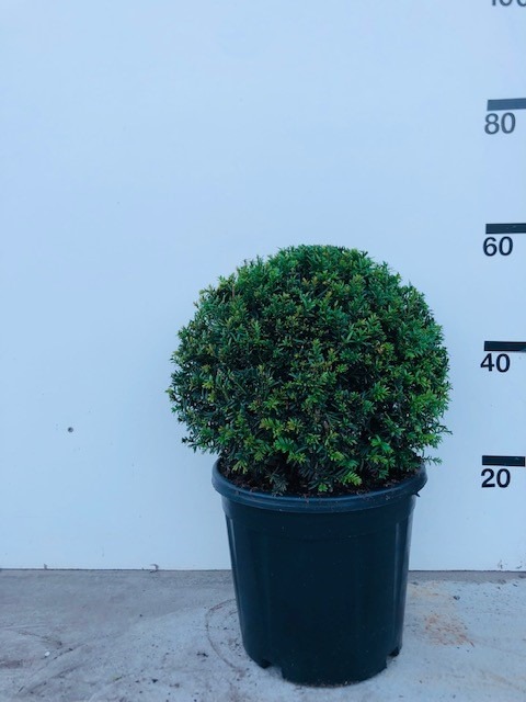 Picture of Taxus Baccata P32 (15 Ltr) BALL-35/40