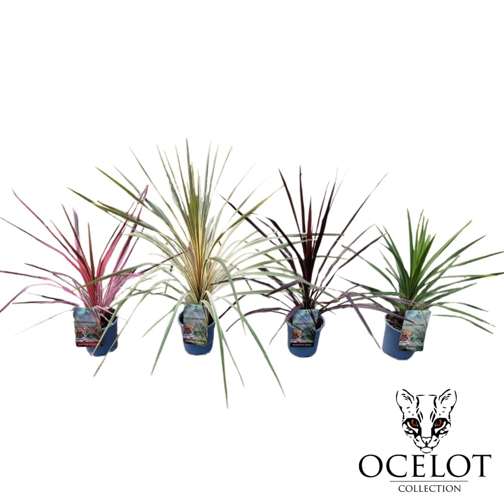 Picture of Cordyline in varieties P17 (2 Ltr)