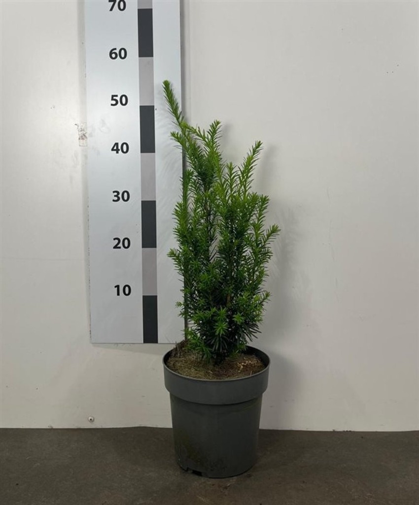 Taxus med. Hicksii