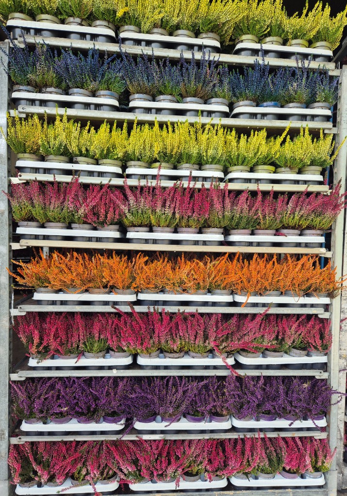 Picture of Trolley Deal 2025 Calluna Nova mix painted P9.5