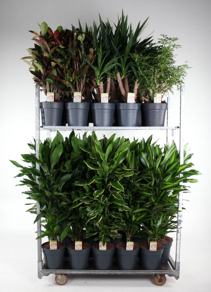 Picture of Trolley Deal 2024 Houseplants in varieties P24 (6 Ltr) height 85-115 cm F.O. (206)