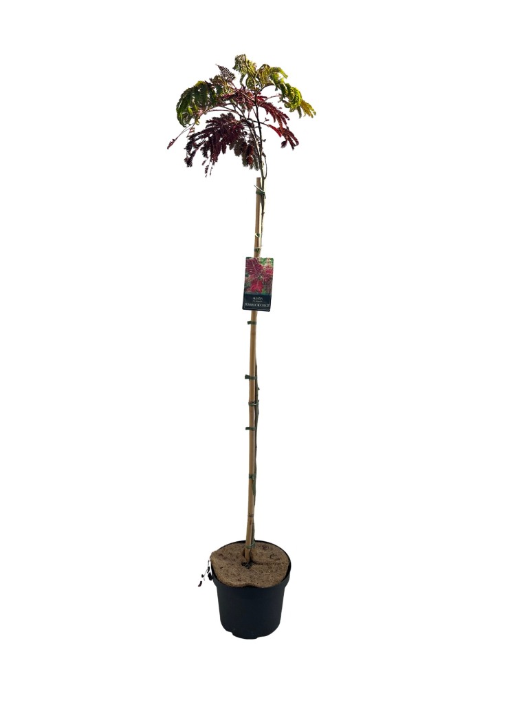 Picture of Albizia julibrissin Summer Chocolate P29 (10 Ltr) 120/STD