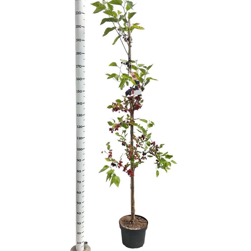Morus rot. Mojo Berry