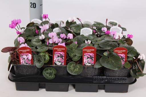 Picture of Cyclamen coum P9