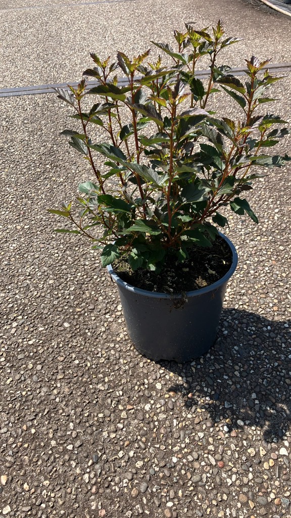 Physocarpus opu. Little Joker