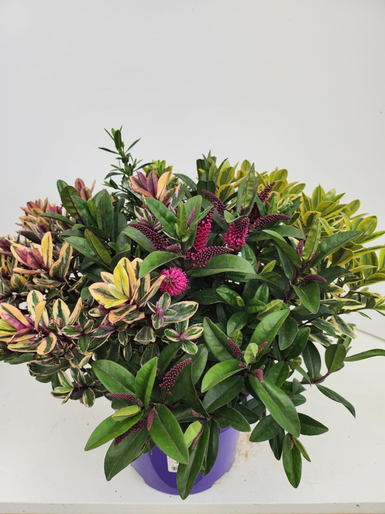 Hebe Queen Kiwi QUATTRO