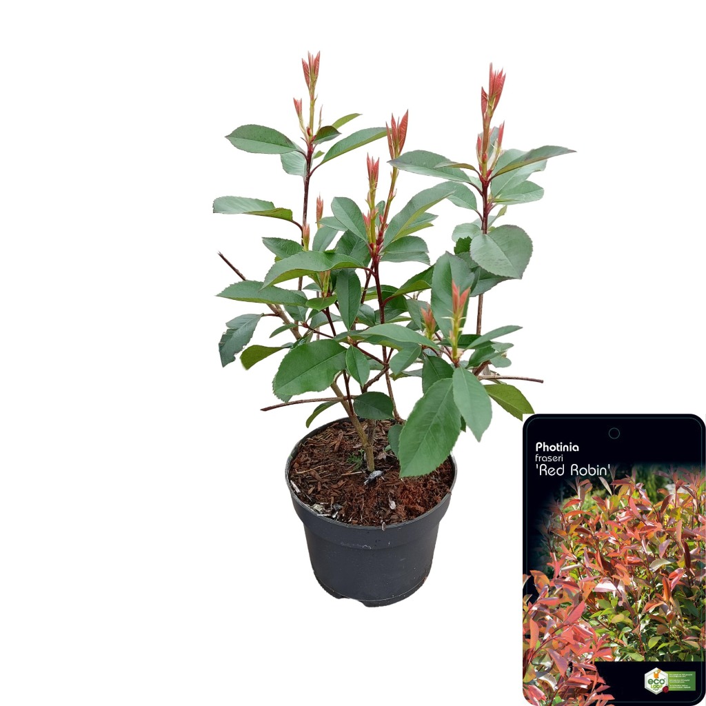 Picture of Photinia fras. Red Robin P17 (2 Ltr)