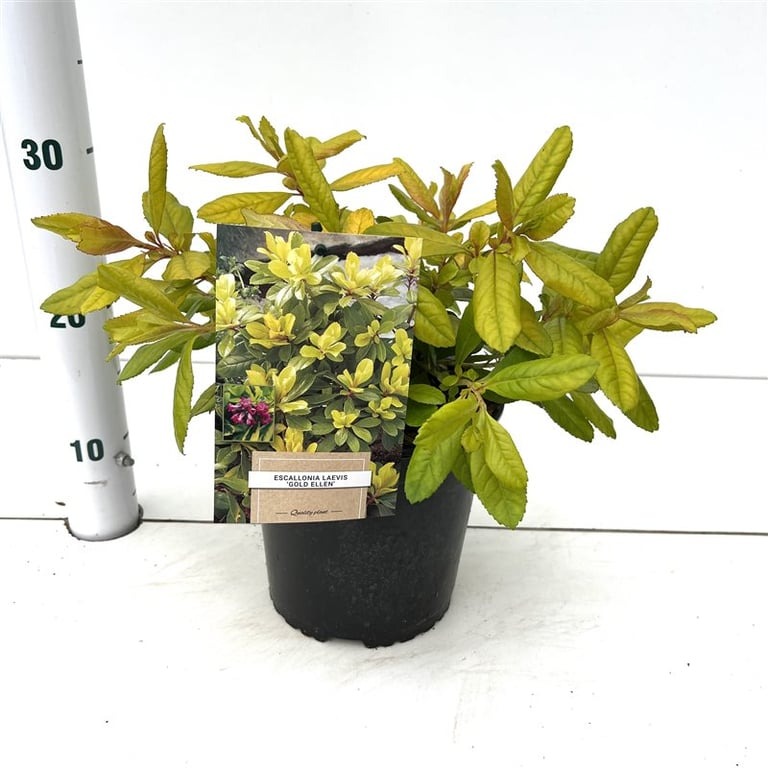 Picture of Escallonia laevis Gold Ellen P18 (2.5 Ltr) 25/30CM