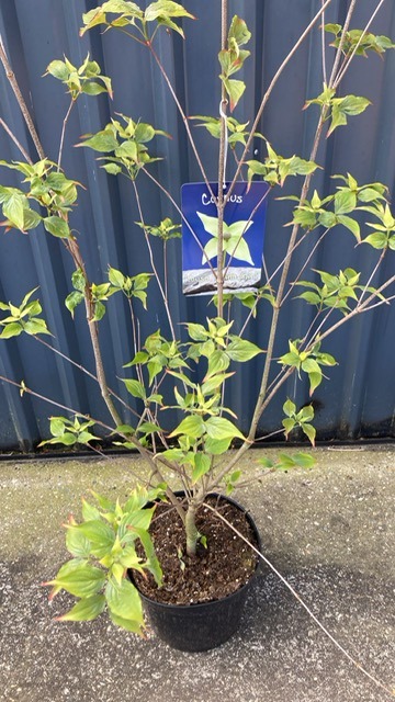 Cornus kousa China Girl