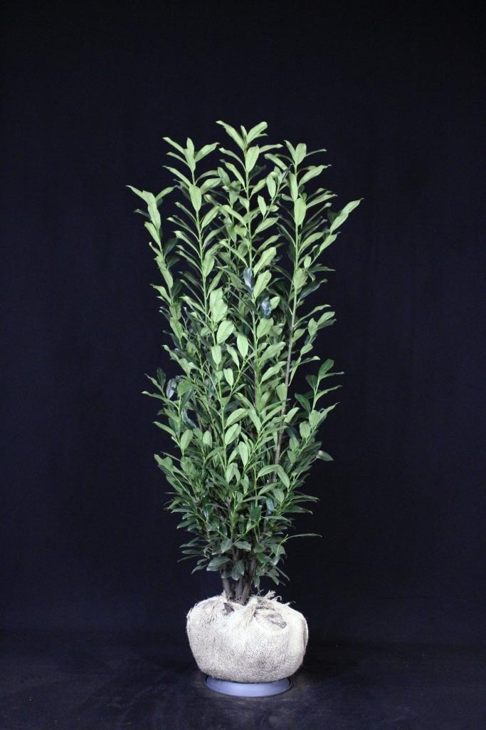 Picture of Prunus laur. Green Torch ROOTBALL 140/160cm