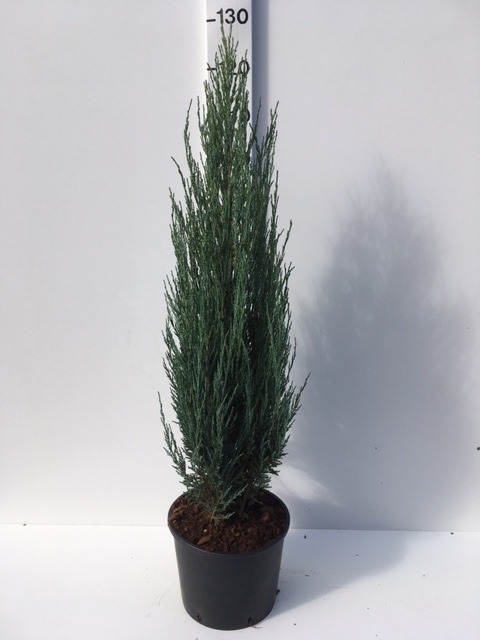 Picture of Juniperus scop. Blue Arrow ROOTBALL/JUTE 80/100CM