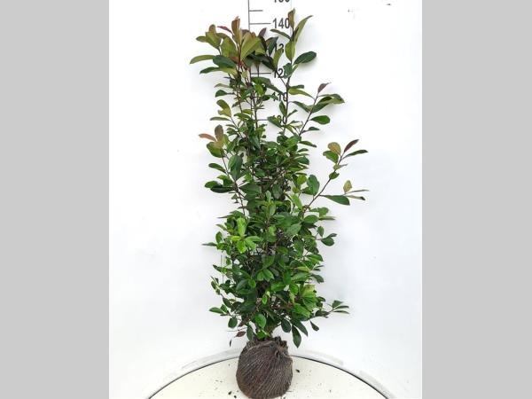 Picture of Photinia fr. Red Robin ROOTBALL 120/140CM