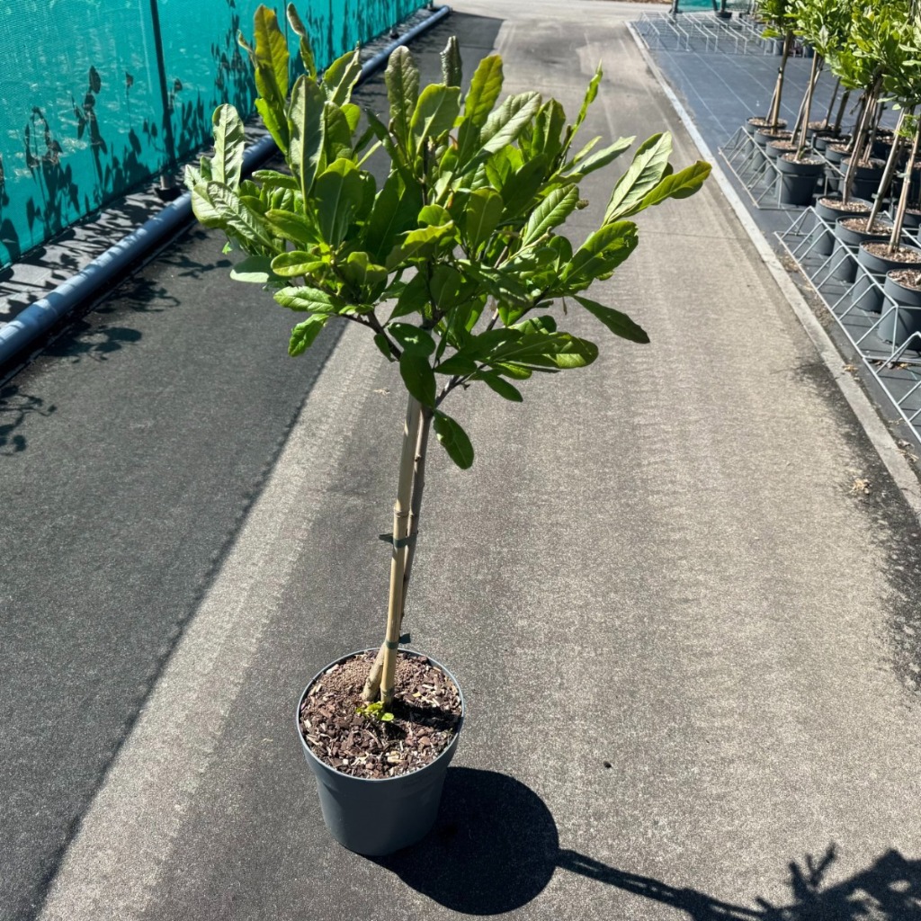 Magnolia stellata