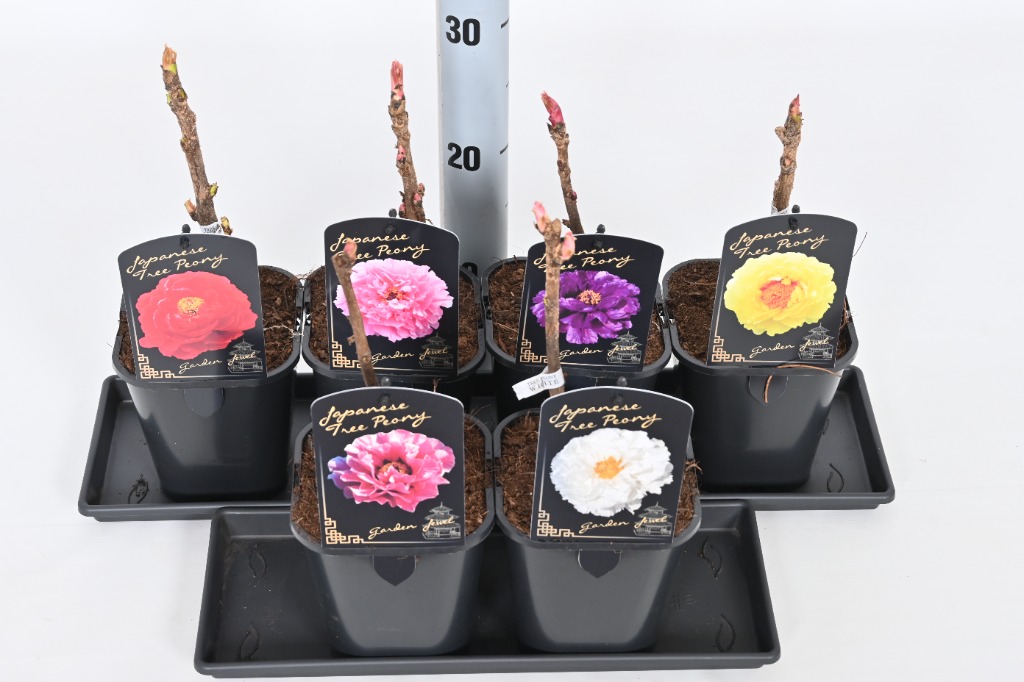 Picture of Paeonia suffruticosa Japanese P15 FRESH-POTTED