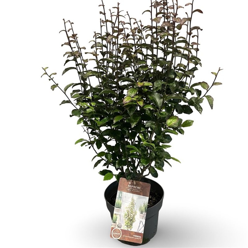 Picture of Parrotia persica Persian Spire P21 (4 Ltr) 40/60