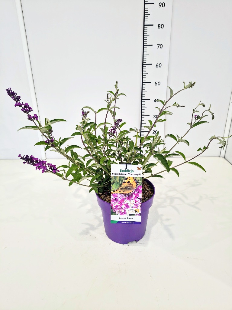 Picture of Buddleja dav. Berries and Cream P23 (5 Ltr)