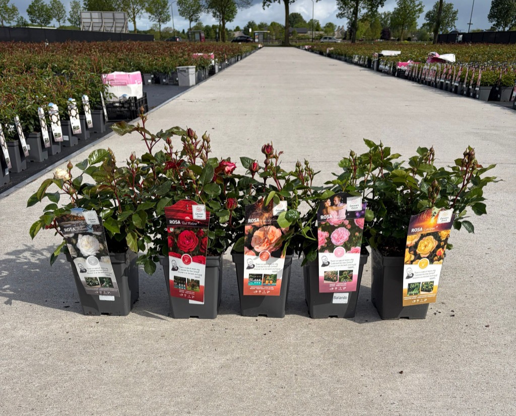 Rosa Best Varieties