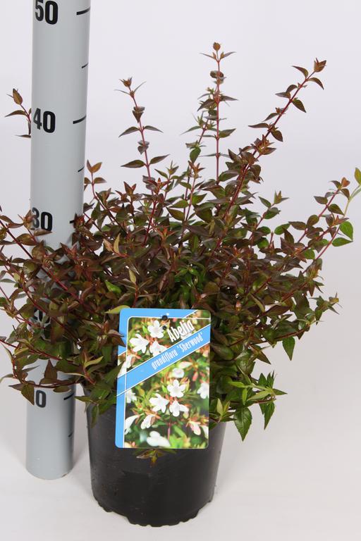 Picture of Abelia grandiflora Sherwood P17-(2.5-LTR)