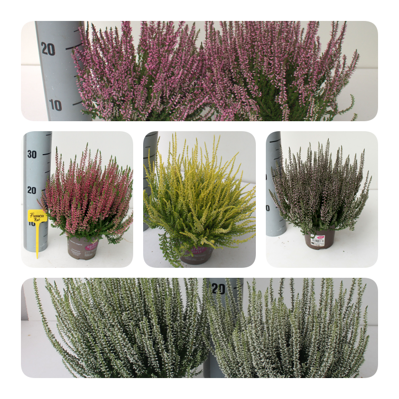 Bild von Trolley Deal 2025 Calluna Beauty Garden Girls  in different varieties P12