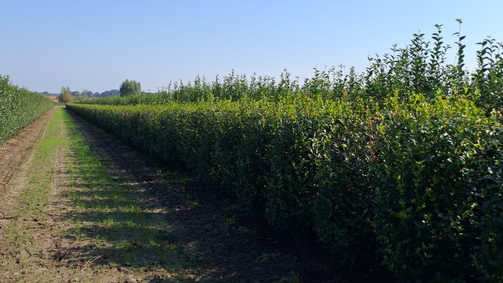 Picture of Ligustrum ovalifolium ROOTBALL/JUTE 150/175CM