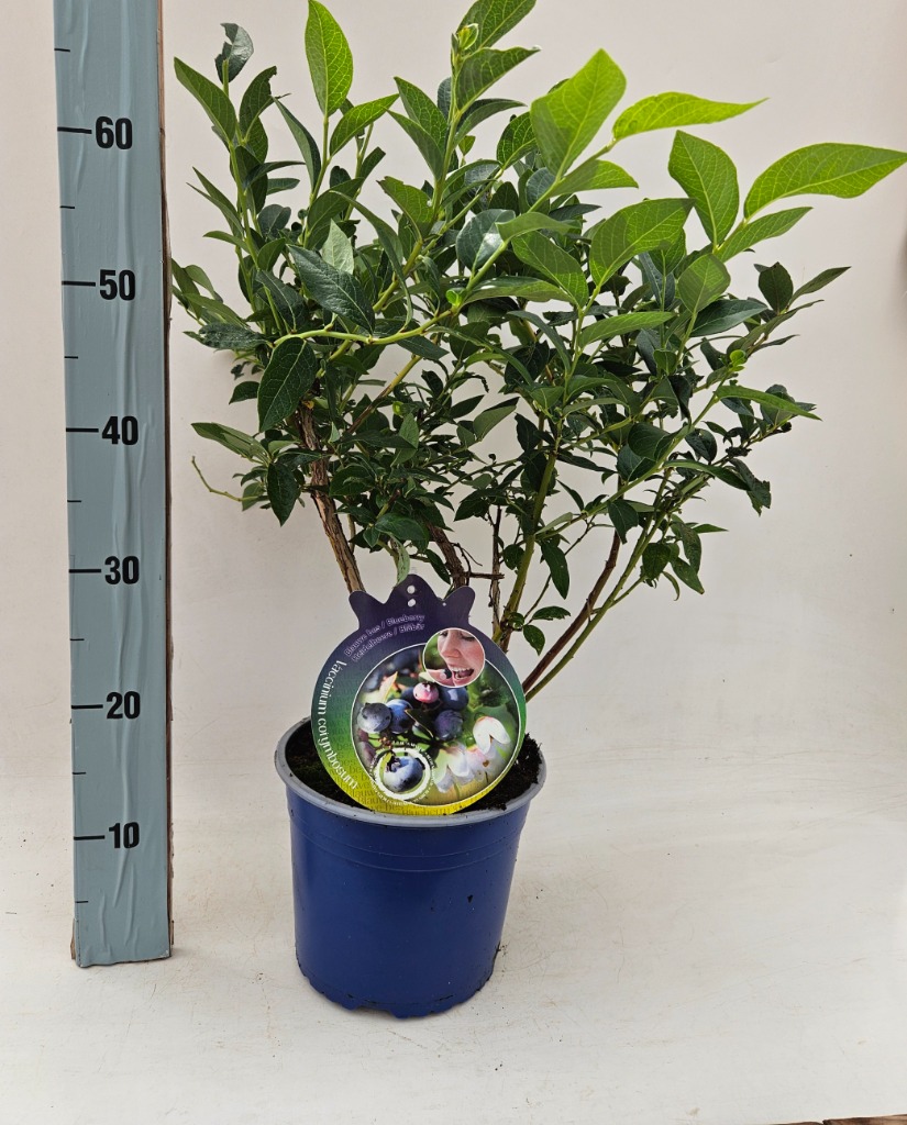 Picture of Vaccinium corymbosum P21 (4 Ltr)