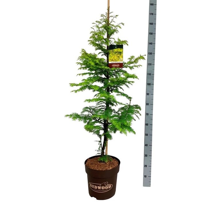 Picture of Metasequoia glypt. Amber Glow P32 (15 Ltr)