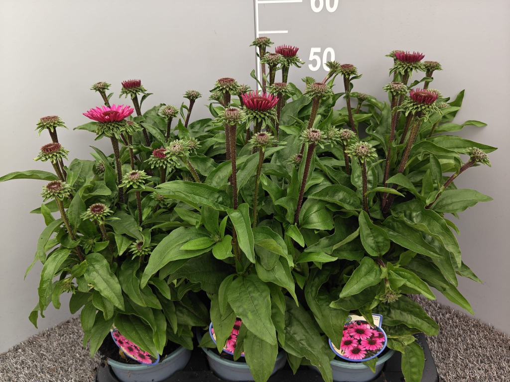 Echinacea Cerise Pink