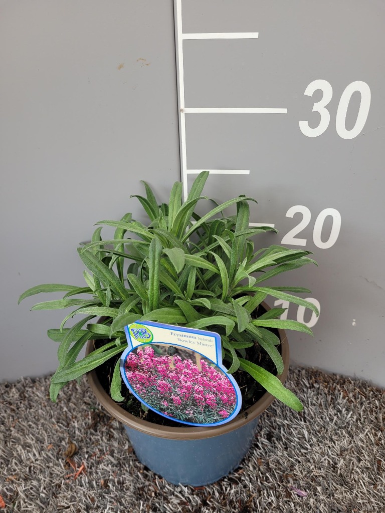 Picture of Erysimum Bowles Mauve P17 (2 Ltr)