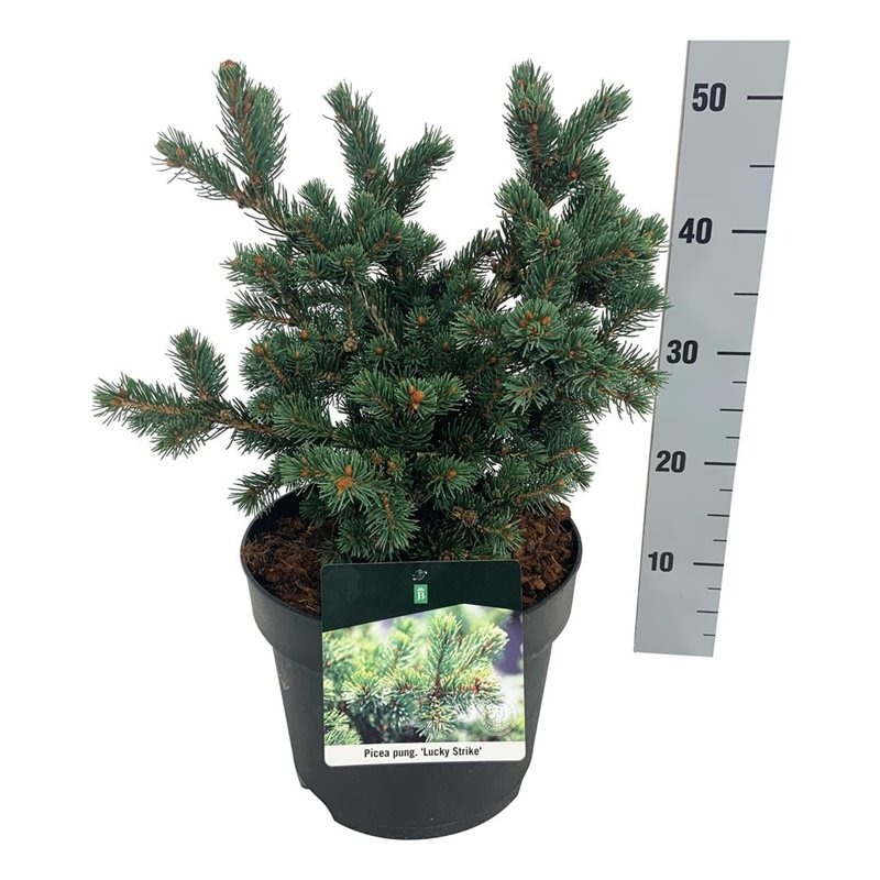 Picture of Picea pungens Lucky Strike P26 (7.5 Ltr)