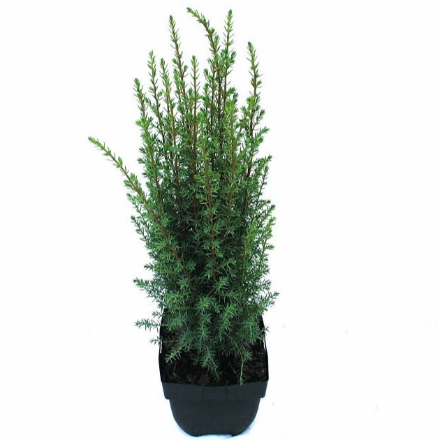 Picture of Juniperus com. Arnold P17 (2 Ltr)