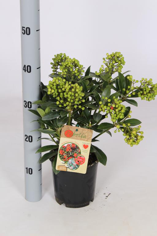 Picture of Skimmia japonica Pabella P15 10/12-TRUSSES