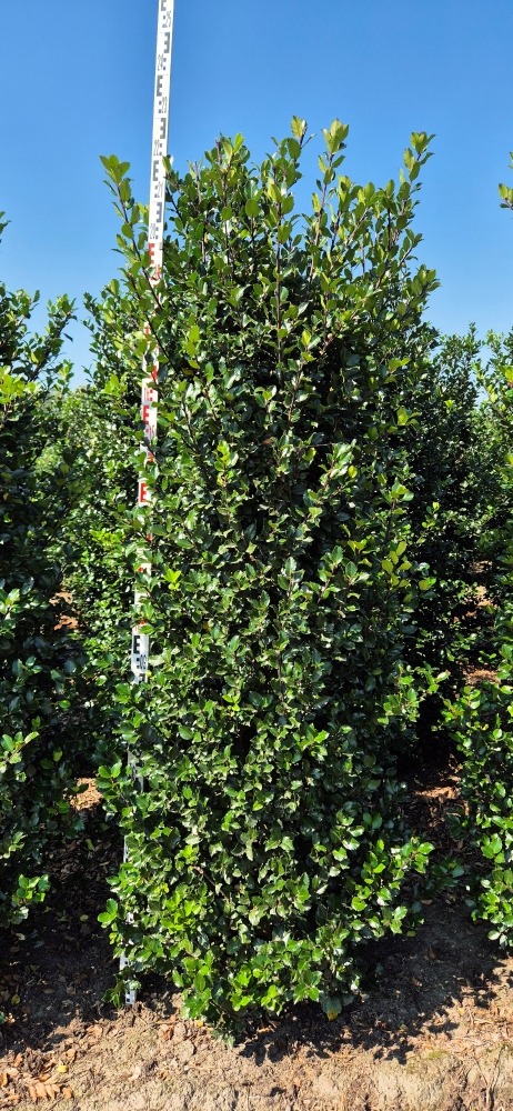 Picture of Ilex mes. Blue Prince EXTRA ROOTBALL 225/250CM