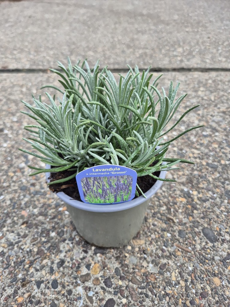 Picture of Lavandula int. Grosso P14