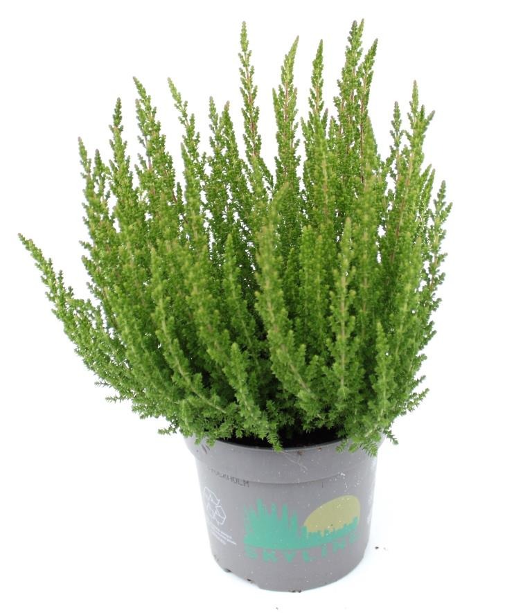 Picture of Calluna Beauty Ladies Skyline Stockholm (green) P11 15-CM