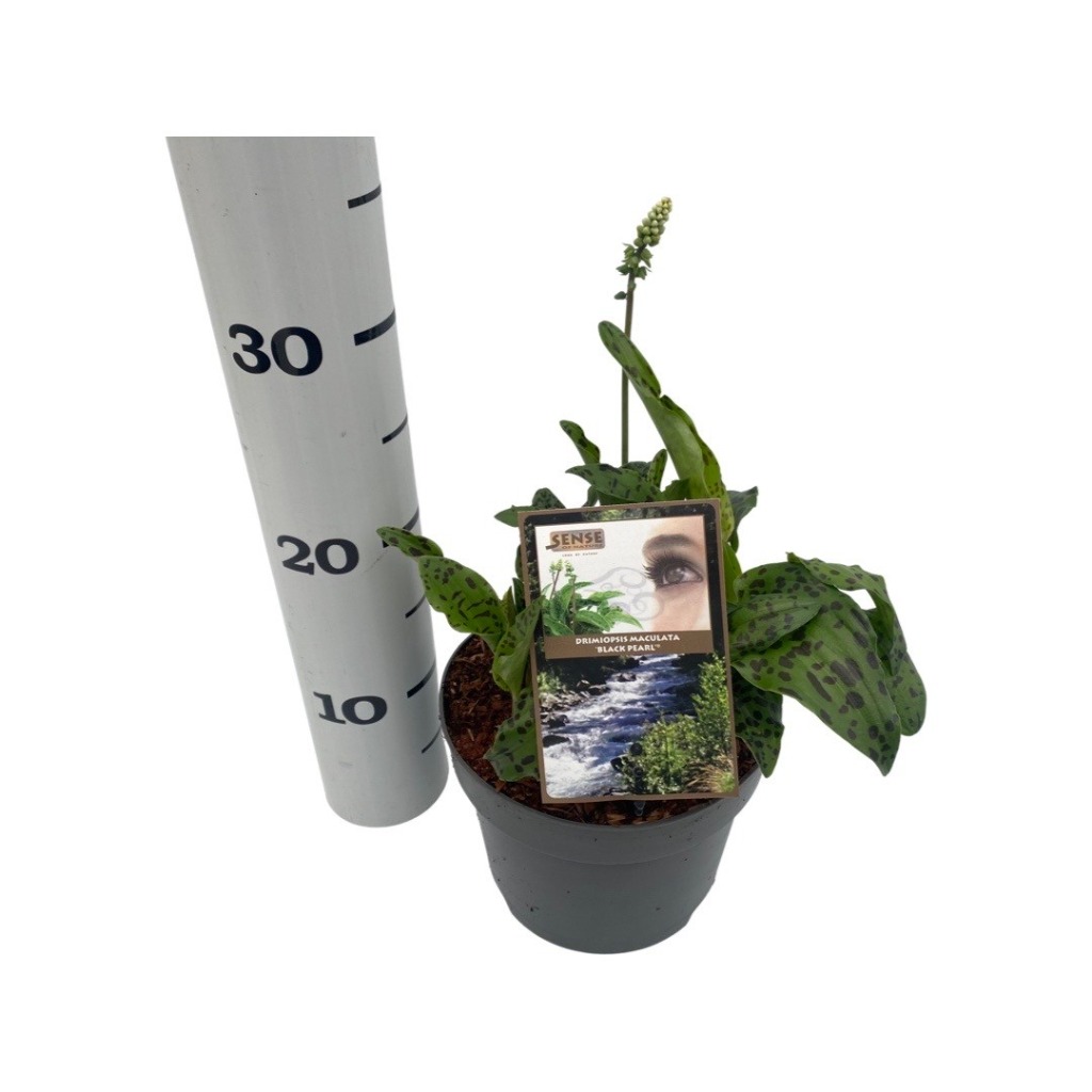 Obrazek Drimiopsis maculata Black Pearl P17 (2 Ltr)