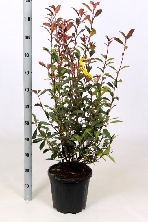 Picture of Photinia fraseri Robusta Compacta C10 80/100