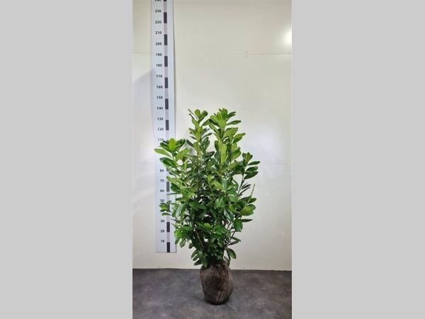 Picture of Prunus laur. Novita ROOTBALL 80/100CM