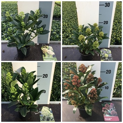 Picture of Trolley Deal 2024 Skimmia japonica in 4 varieties 4/5 flower P9 F.O. (134)