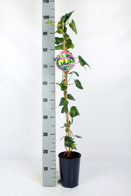 Picture of Hedera helix Sulpher Hart P17 (2 Ltr) 80/100