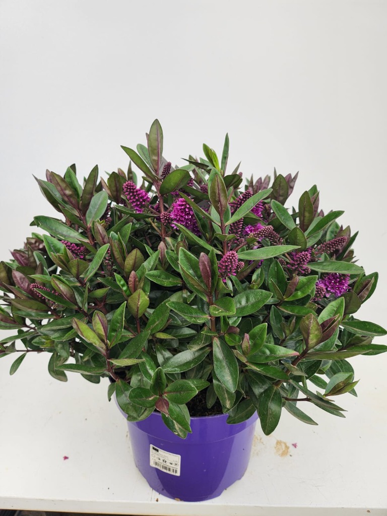 Picture of Hebe Queen Kiwi Horopito P23 (5 Ltr) 40-CM
