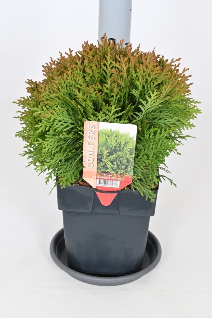 Picture of Thuja occ. Danica P17 (2 Ltr) 20/25