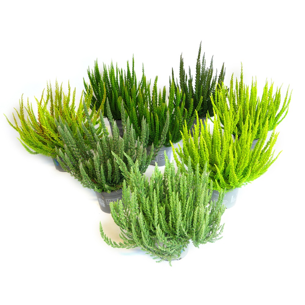 Calluna vulgaris Beauty Ladies Skyline® Mix