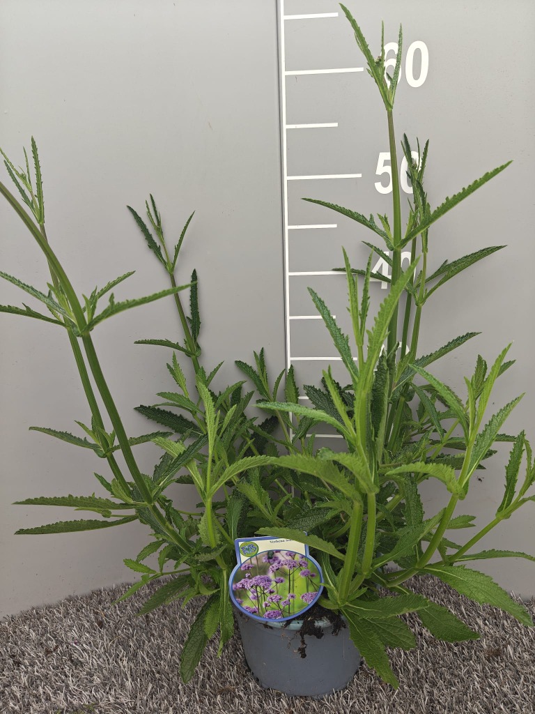 Verbena bonariensis